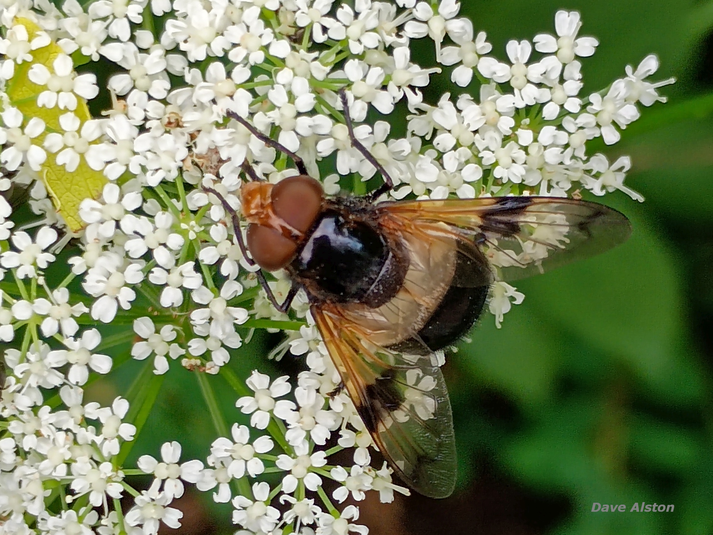 Volucella_pellucens